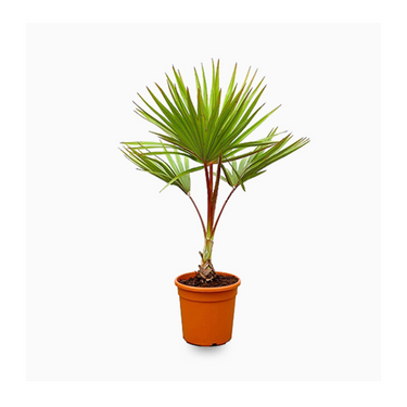 Latania lontaroides – Red Latan Palm